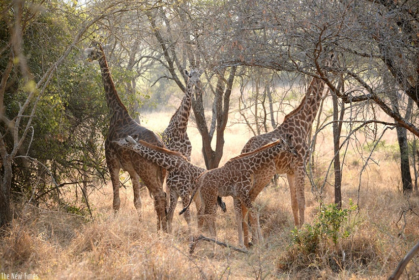 Giraffes in Akagera National Park last weekend. (Courtesy)