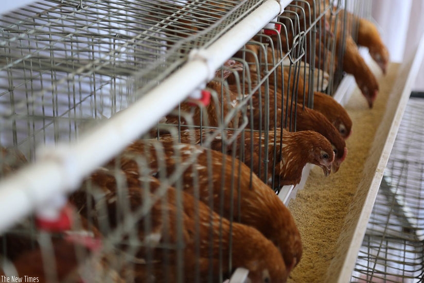 Chicken feed during the 12th National Agriculture show at Mulindi exhibition ground, in Gasabo District, Kigali. Courtesy.