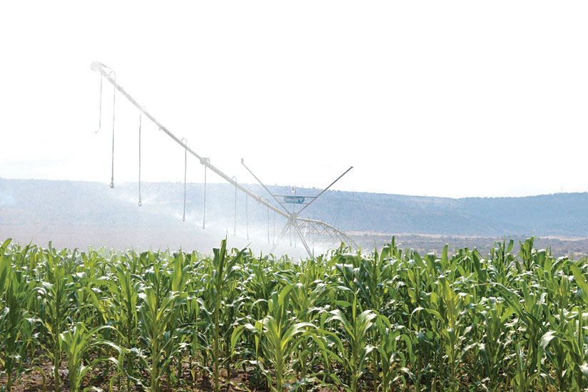 Kagitumba Irrigation Scheme in Nyagatare District. The private sector in the east has been called upon to invest in projects like this irrigation. / Kelly Rwamapera.