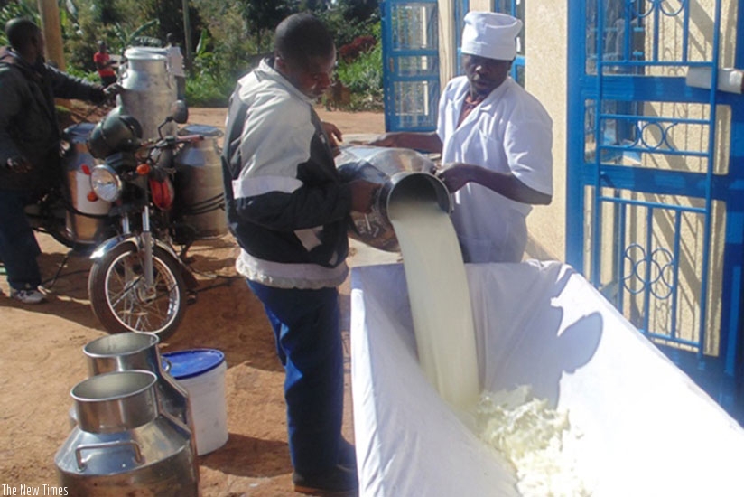 The dry spell Rwanda is experiencing has affected milk production. (Kelly Rwamapera)