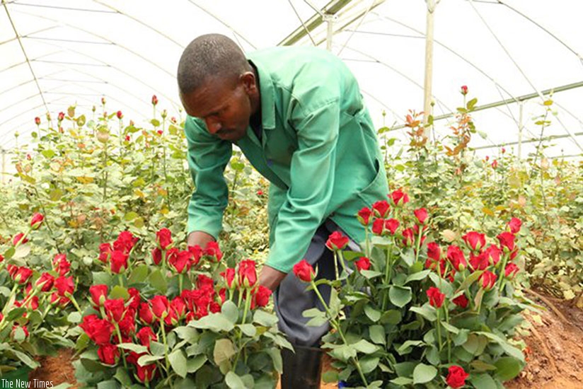 A Bella Flowers employee arranges cut flower roses. Rwanda is seeking to increase flower production and export revenue. / File.