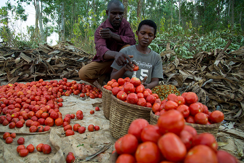 Samuel Bana together with his worker park tomatoes. TKisambira.