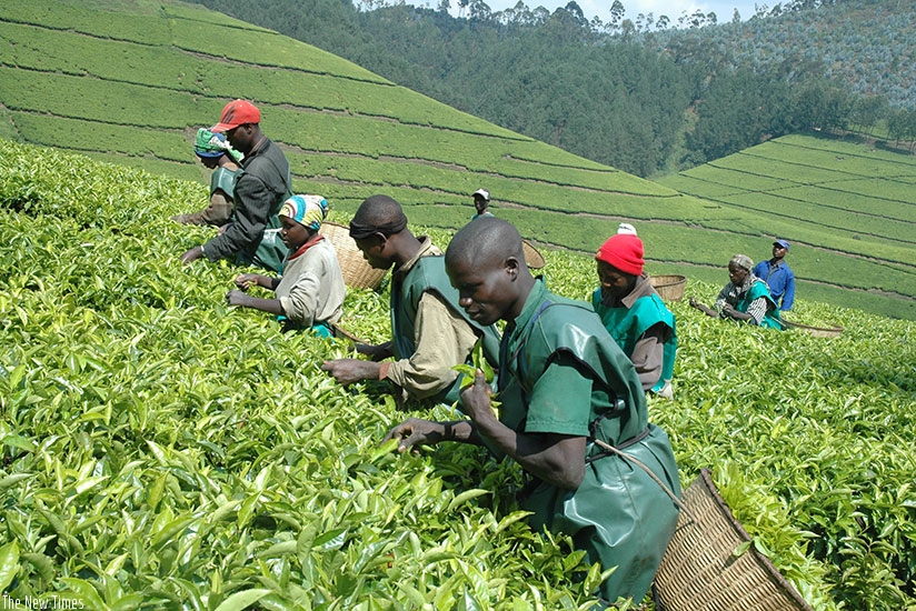 NAEB is working to support tea firms and farmers in a view to boost production, quality and exports. / Net.  