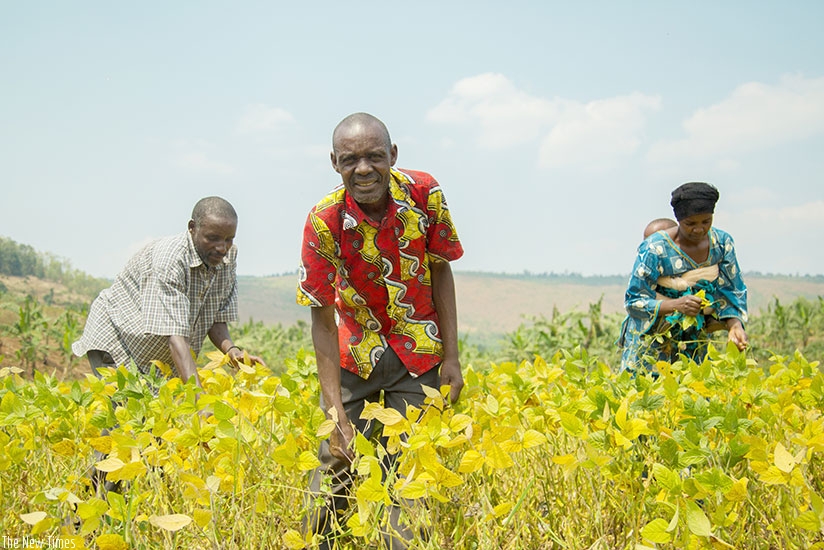 Gashekero and some of his workers in the soya garden. Below, workers winnowing soya to remove the chaff. / Photos: Timothy Kisambira.