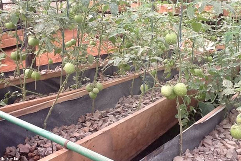Tomatoes grown using soilless culture in Kayonza District. The practice is common in Israel. The country is going to start a project to support Rwanda's horticulture sector. / File.