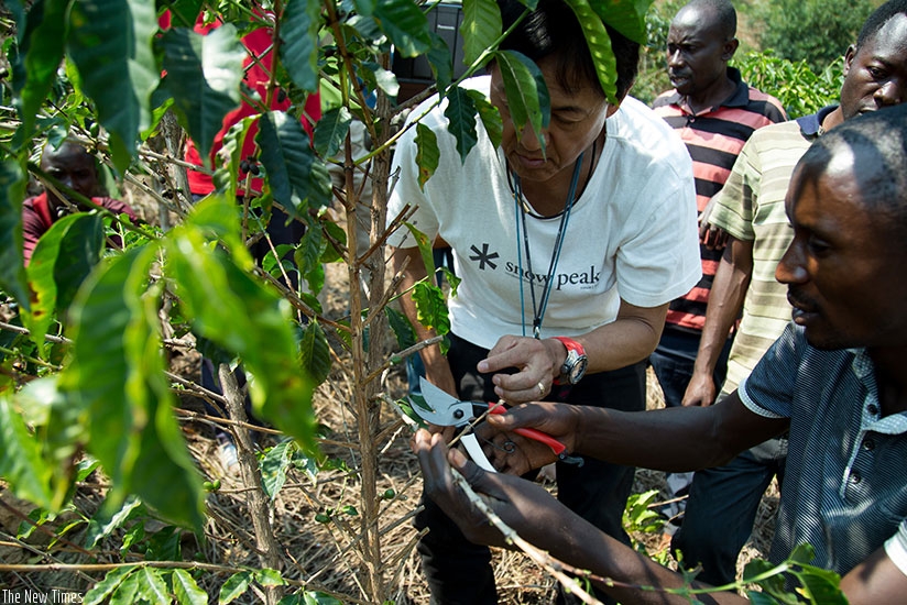 Kawashima shows Nyamaseke farmers how to prune coffee trees. The expert is working to improve yields and quality. Timothy Kisambira.