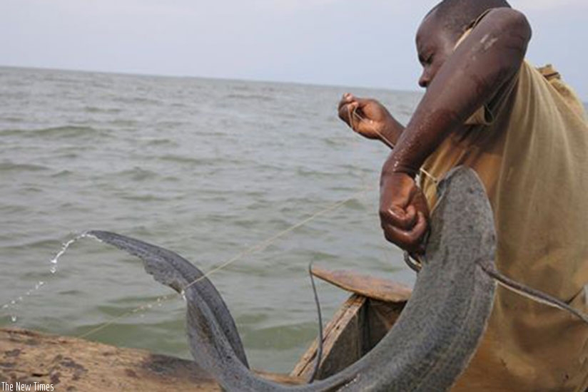 A member of KOFIPROKI Cooperative that promotes cage fish farming on Lake Kivu removes fish from his boat. File.