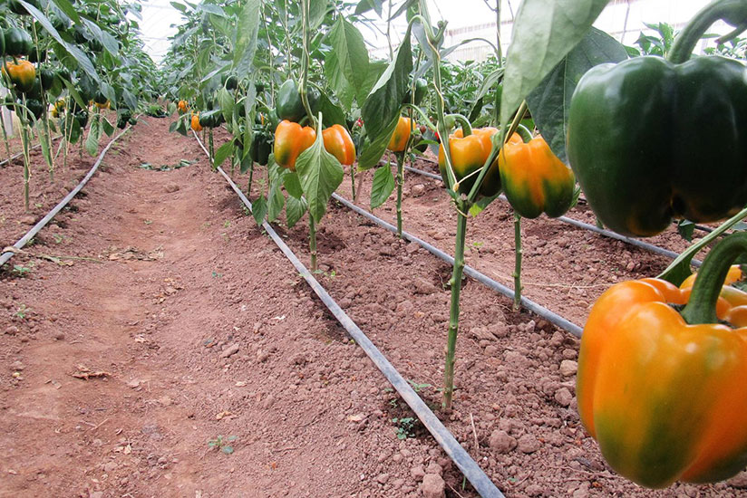 Coloured bell pepper being grown in a green house in Rulindo District, Northern Province. Research and technologies are key to agriculture transformation, according to agric expert....