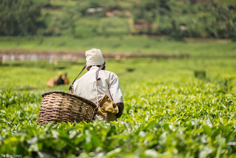 Rwanda's tea exports are going up. / Net.