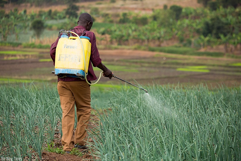 A farmer sprays his onion garden. Farmers say a specialised banker for agriculture could help unleash the sector. File