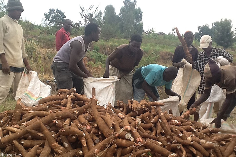 Cassava is one of the food crops the country has identified for export to other EAC member states.  / File. Uwanziga.