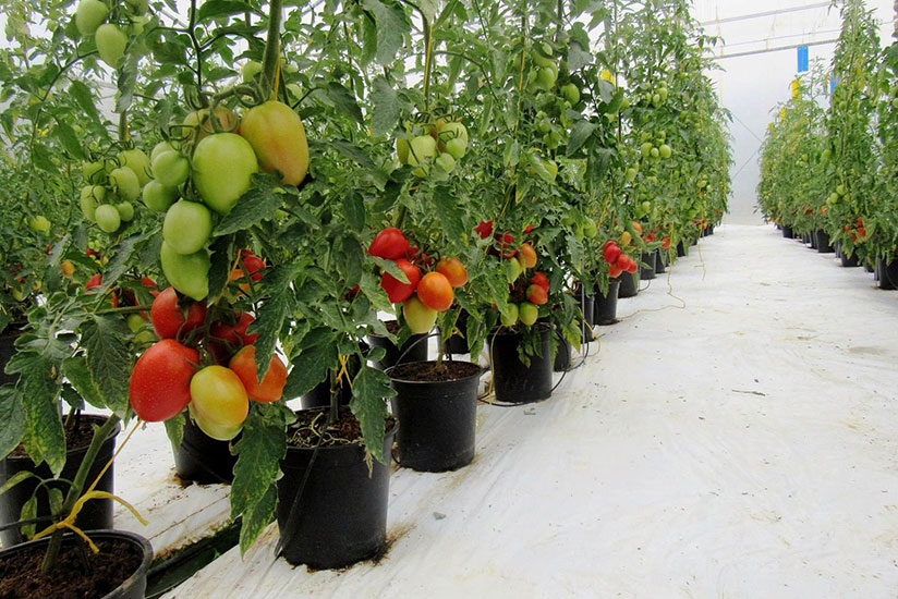 Tomatoes  in Jean-Claude Ruzibiza's computerised greenhouse farm in Rulindo District. / Courtesy
