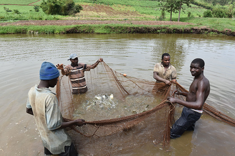 Fish farmers in a fish pond at Mulindi. / File