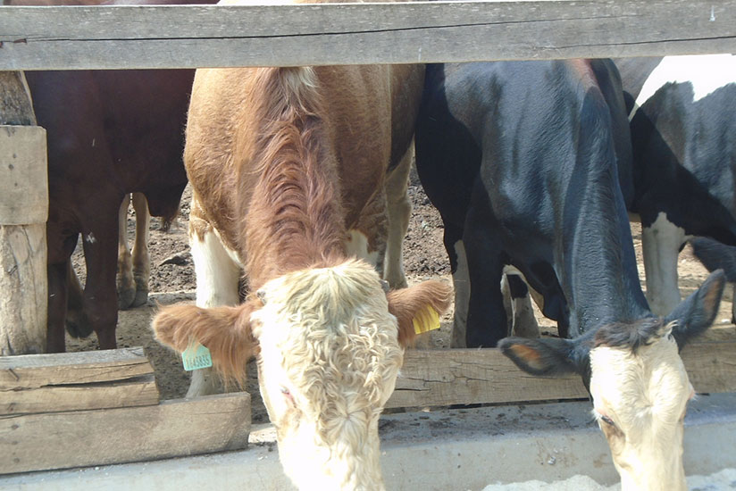 Cattle at Gako Integrated Beef Project in Bugesera District. The project is one of the initiatives that aim to increase meat production for home consumption and exports. / File photo