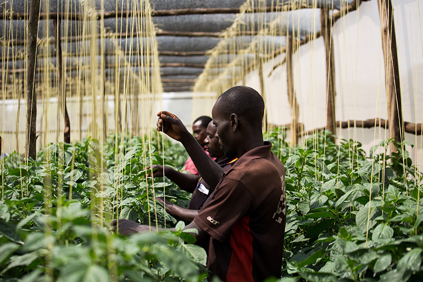 Rwamagana farmer Xavier Baributsa (middle) and some of his workers attend to green pepper at the farmer's greenhouse. Business-oriented farming is key to increase agro-production a....
