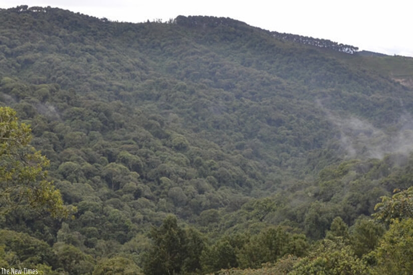 Part of Giswati-Mukura forest. File. 