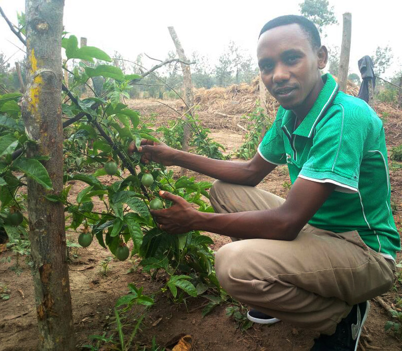 Bisanana in his passion fruits garden. / Frederic Byumvuhore