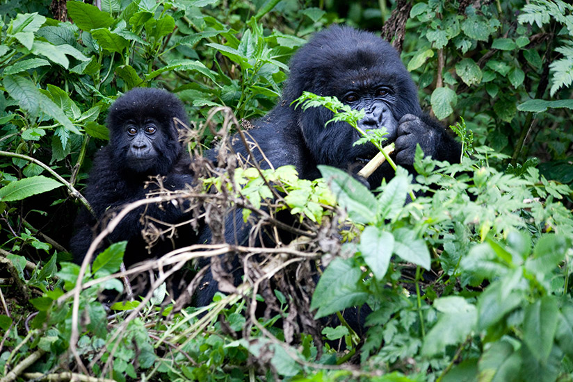 Mountain gorillas feed inside Virunga  National Park. After a decade of conservation efforts, the population of the endangered rare mountain gorillas has grown by 26.6 per cent. Bu....