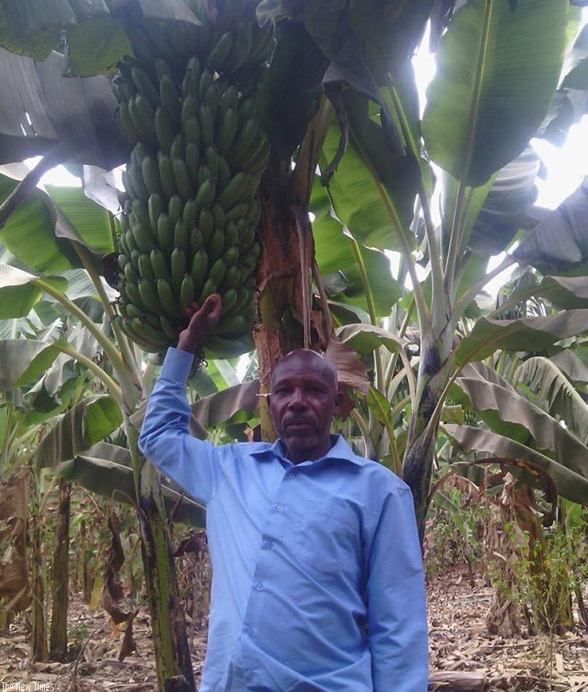 Ntakabanyura shows a sample of the bananas in his plantation. / John Mbaraga.