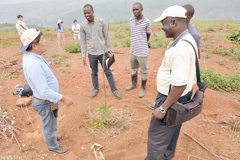 Professor Ishii visiting macadamia field in Karenge sector in Rwamagana