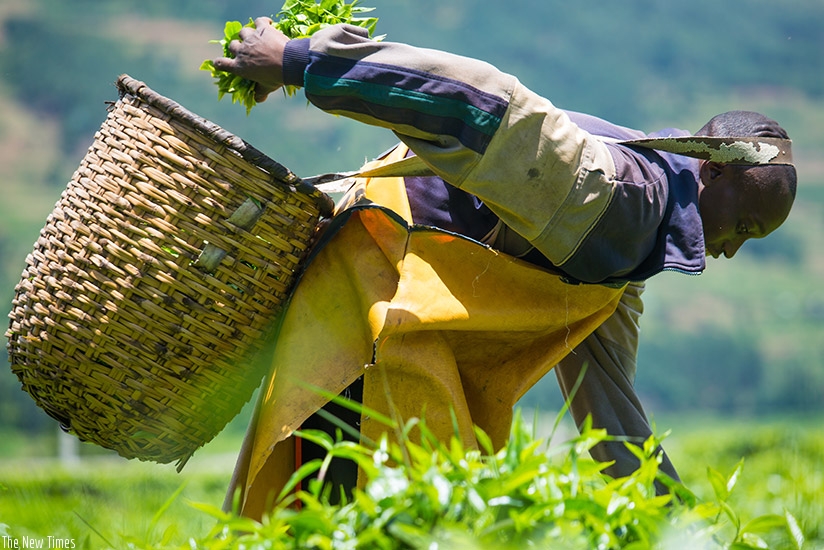 A farmer picks tea leaves in one of the farms in Byumba. Timothy Kisambira.  