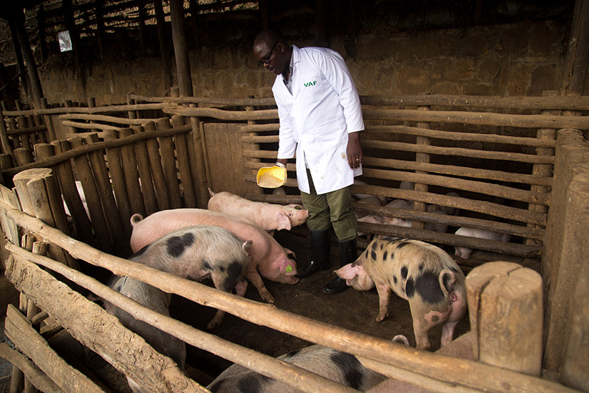 Shirimpumu feeding his pigs. He started his piggery business while still at university. / Timothy Kisambira