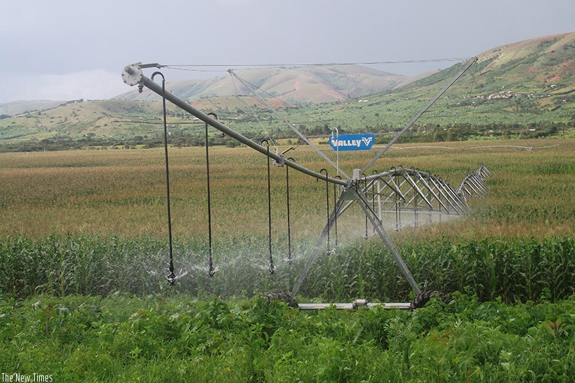 Pivot centres irrigate a maize plantation at the Bramin & MINIMEX company in Kirehe District. (File)