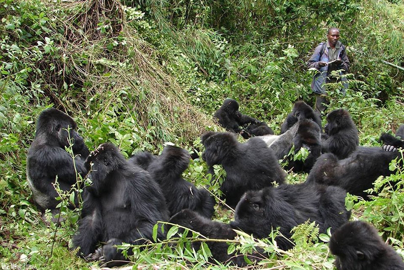 Gorilla trecking is one of the biggest tourism attractions in Rwanda. File