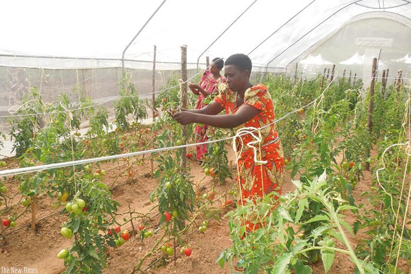 Women entrepreneurs including those in farming have been urged to embrace innovative technologies. / File