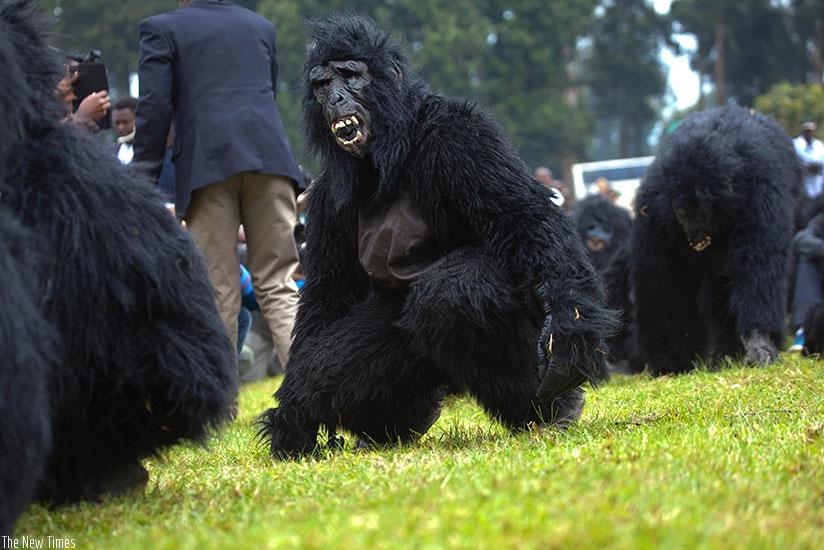 Some of the baby gorillas that were named during Kwita Izina ceremony this year. / File