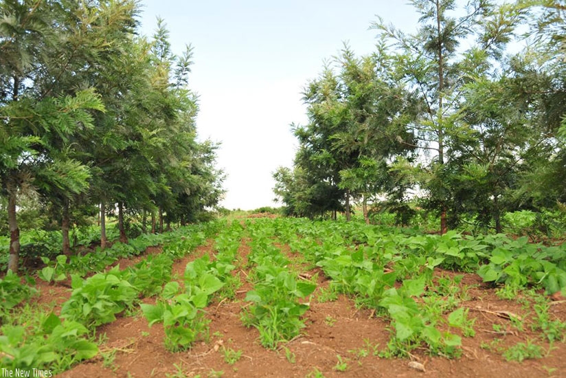 A long-term agro-forestry project in Bugesera District. (Net)
