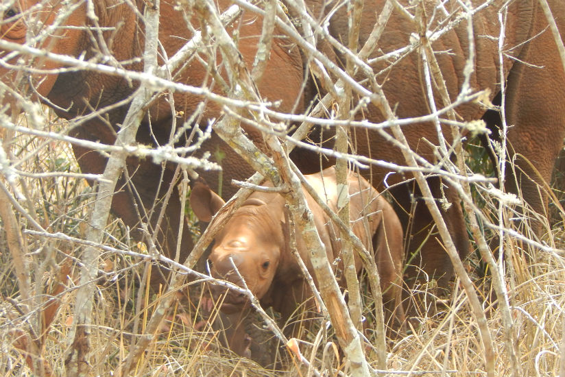 Ineza's new calf, the first wild rhino born in Rwanda in over a decade. / Photograph: Augustin Manirarora/African Parks
