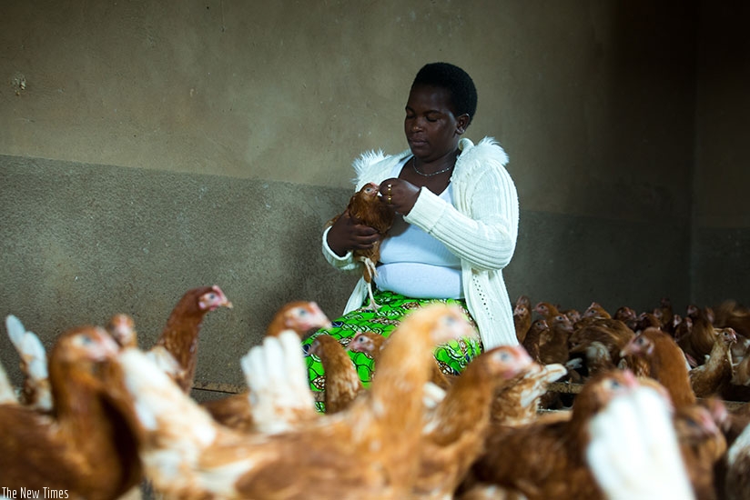 Mukasakindi tends to her birds at the farm. She started the project to 'kill boredom' she experienced as housewife, but now earns millions from it. / Timothy Kisambira