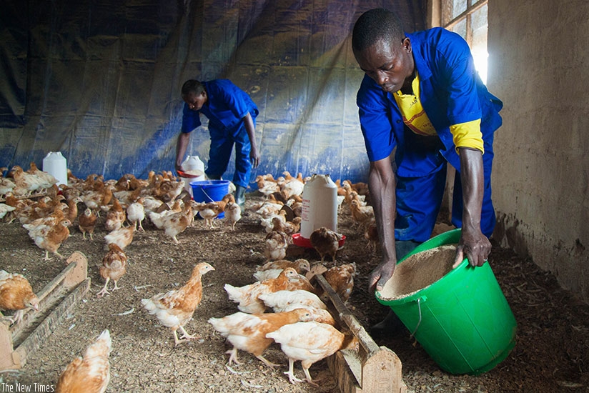 Poultry farmers in Rulindo District feed chicken. Nadege Imbabazi.