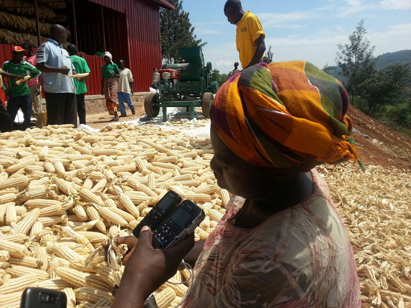 Maize farmers belonging to KOREMU Cooperative in Murama Sector, Ngoma District in Eastern Province. Farmers will be able to get seeds easily once production of hybrid seeds for sel....