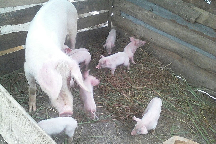 A sow and its piglets. Efforts to improve pig farming and quality along the value chain are in progress. ( File)
