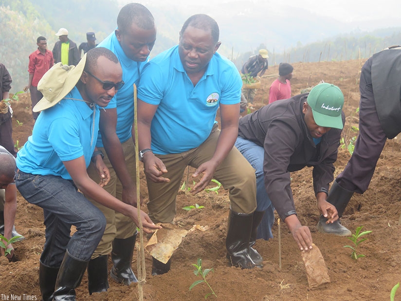Minister Nsengiyumva (2nd R) and Kayonga (R) plant tea in Twumba Sector, Karongi District. / Eddie Nsabimana