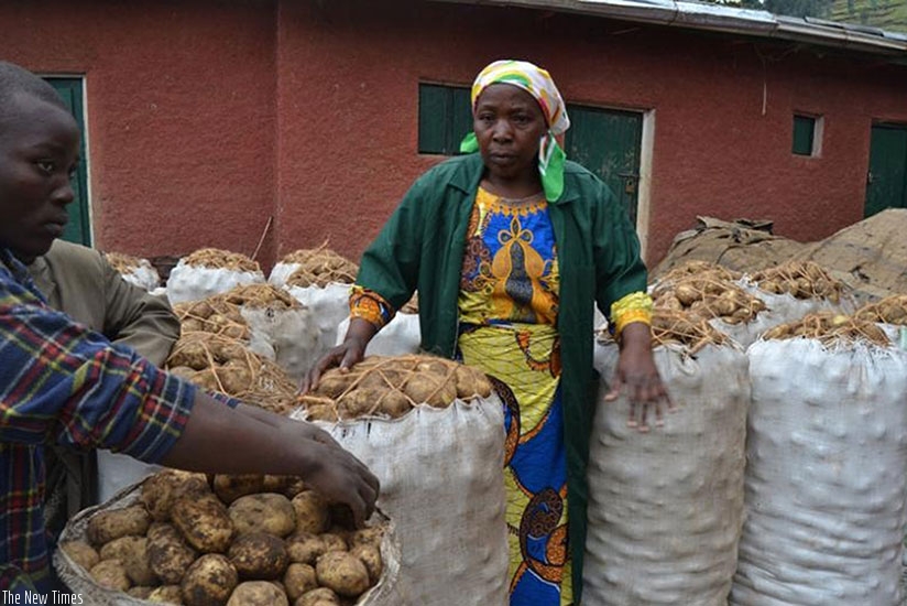 Farmers in Nyabihu prepare to transport their produce to the market. Potato growers want better varieties. (File)