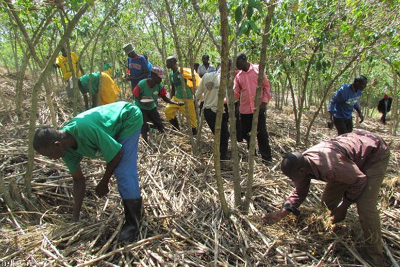 Farmers applying fertilisers in a coffee plantation in Ruhango District on Tuesday. (Courtesy)