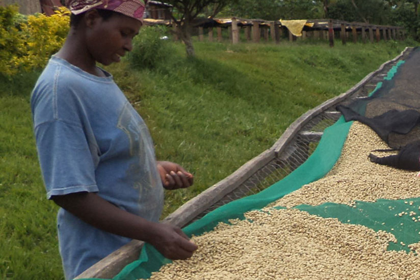 Fully-washed coffee by Rusizi, Lisa and Mashesha coffee washing stations was selected among the best globally. / File