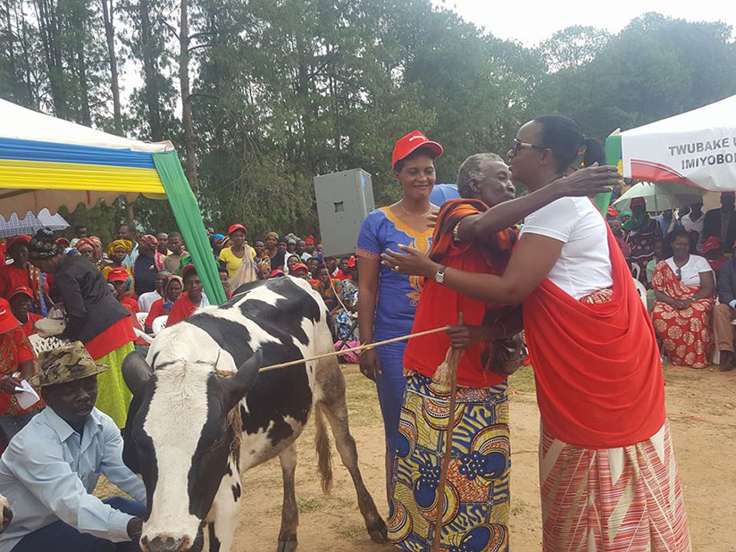 Poor families get cows. / Michel Nkurunziza