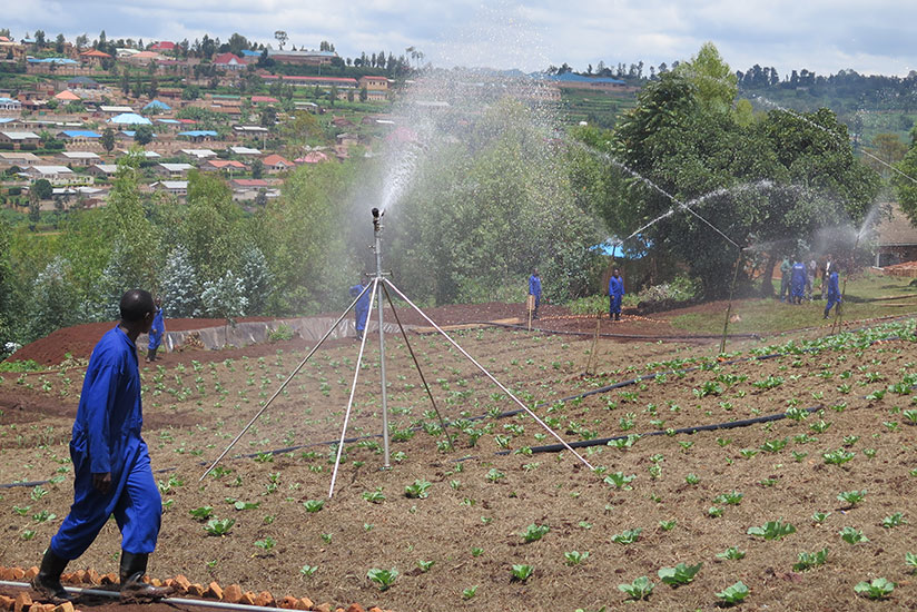 Raingun irrigation technology being used to water vegetables on a farm in Huye District. / E. Ntirenganya