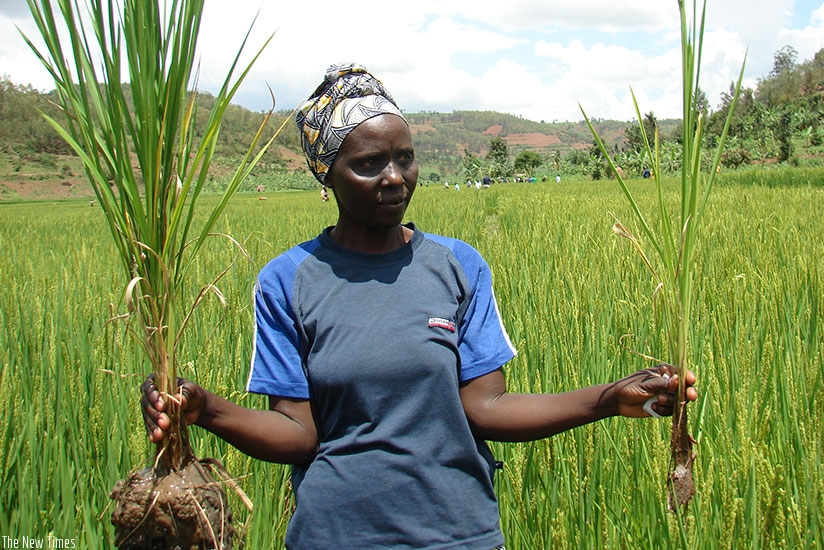 Uwizeyimana, one of the farmers whose yields increased, shows  how one rice plant has more ears with grains than the other without blended fertilisers. rn(Michel Nkurunziza)