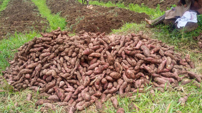 Habumuremyi sells most of the potatoes he produces to schools. / Lydia Atieno
