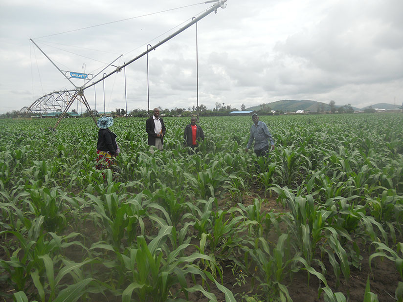 Muvara and RAB officials inspecting RISCO maize garden. / Olivia Muragijimana