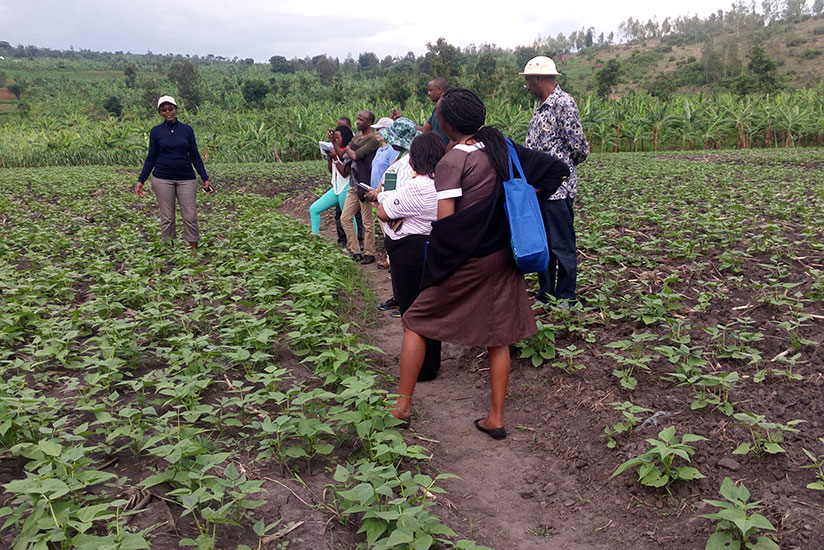 Birungi takes officials from RAB and AGRA and reporters on a guided tour. / Olivia Muragijimana