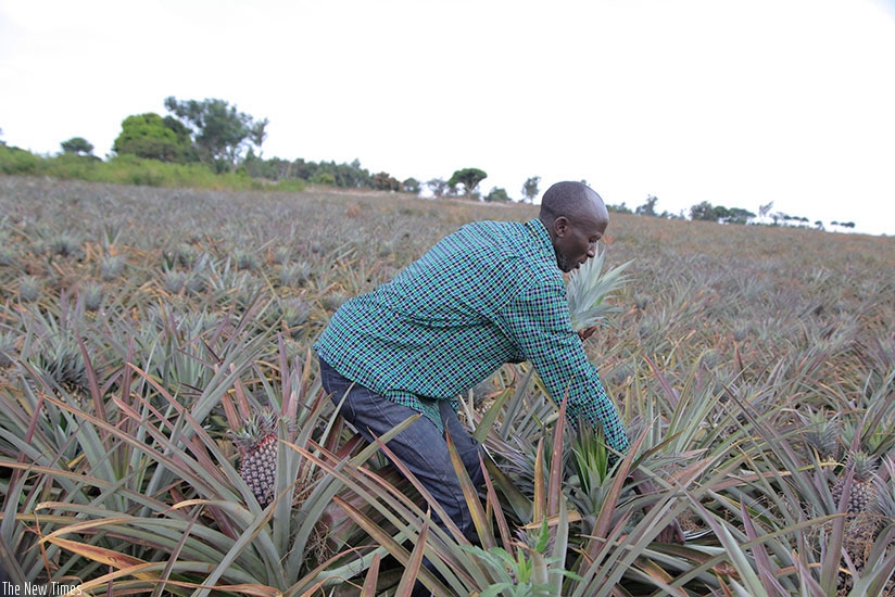 A pineapple farmer in Ngoma district, the district says the crop presents opportunities for processing.Photo Sam Ngendahimana.