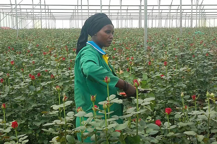 A worker harvests roses. Flower growers are seeking new markets to boost exports. / File