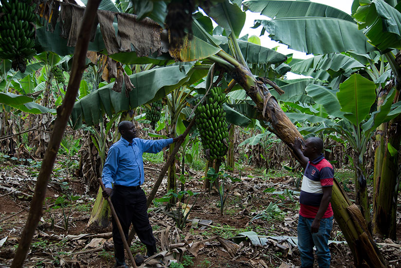 Theogene Bimenyimana, the head of a banana cooperative in Bukule Sector in Gicumbi District, checks on the group's farm with other farmers. / Timothy Kisambira