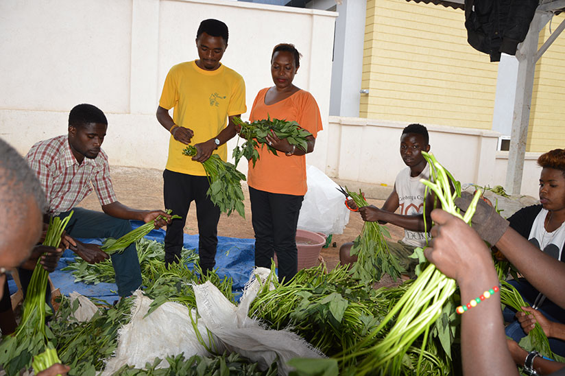Nibagwire (R) with some of her workers as they prepare potato leaves before being exported to Europe. / Sam Ngendahimana